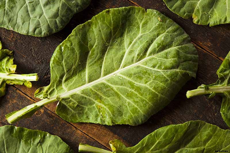 What Are the Health Benefits of Homegrown Collard Greens?