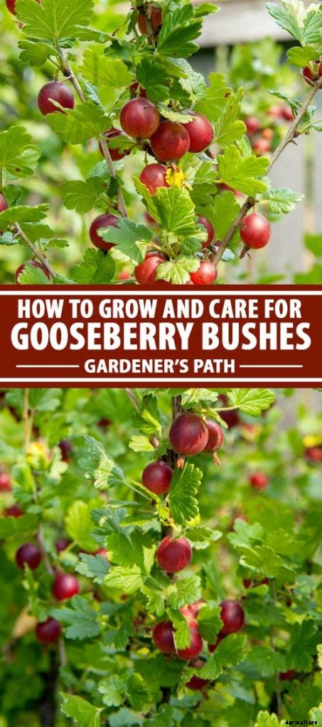 How to Grow Gooseberries