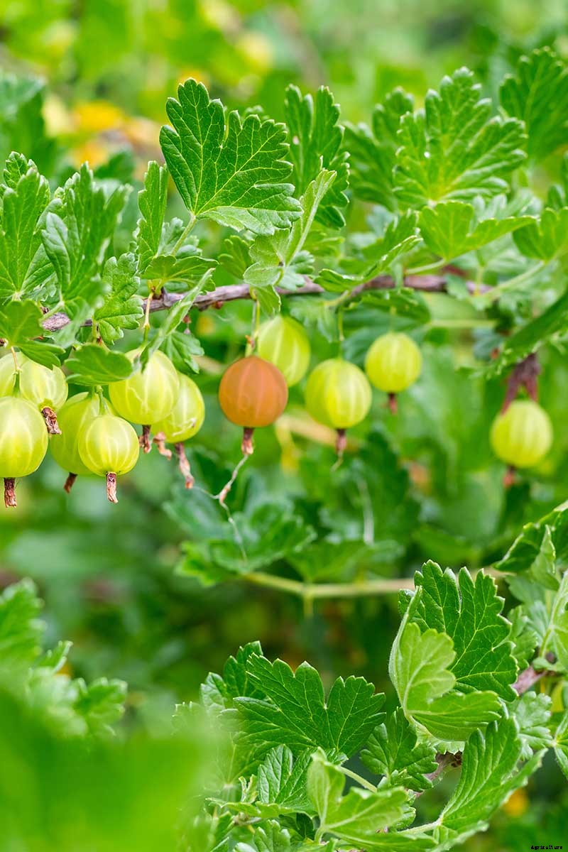 How to Grow Gooseberries