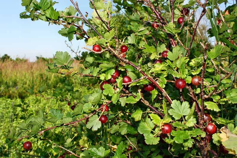 How to Grow Gooseberries