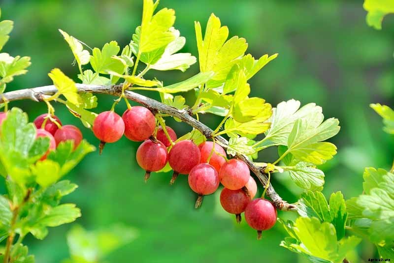How to Grow Gooseberries