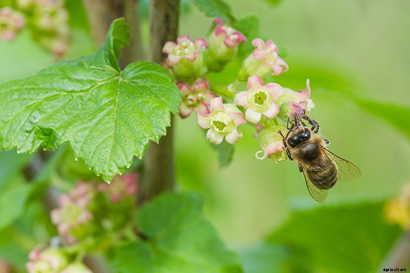 How to Grow Gooseberries