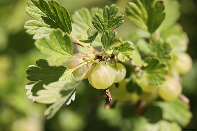 How to Grow Gooseberries