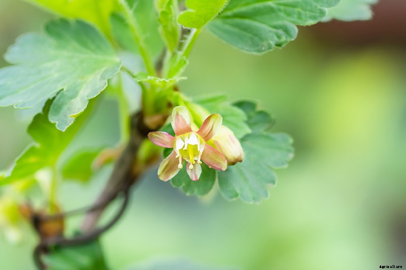 How to Grow Gooseberries