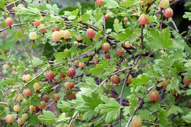 How to Grow Gooseberries