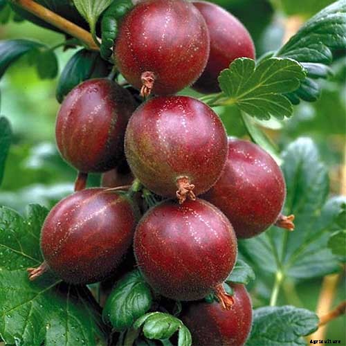 How to Grow Gooseberries