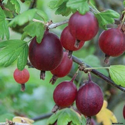 How to Grow Gooseberries