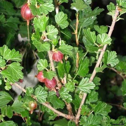 How to Grow Gooseberries