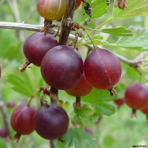 How to Grow Gooseberries