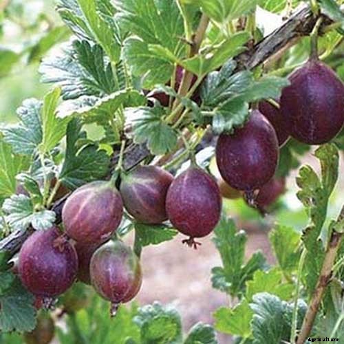 How to Grow Gooseberries