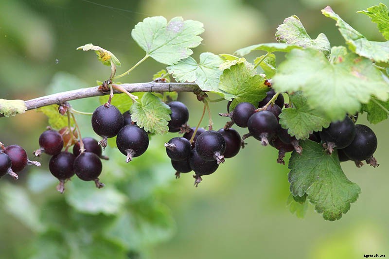 How to Grow Gooseberries
