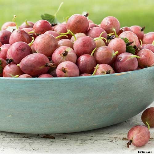 How to Grow Gooseberries