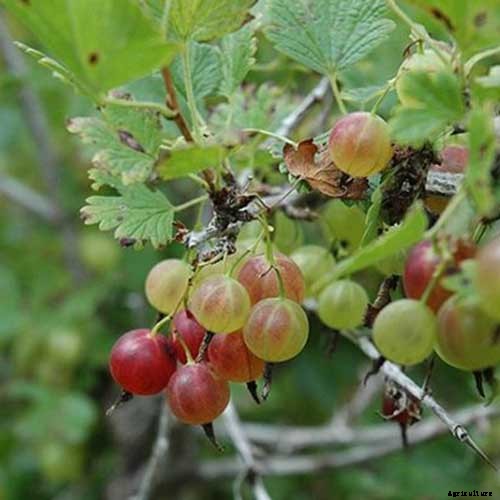 How to Grow Gooseberries
