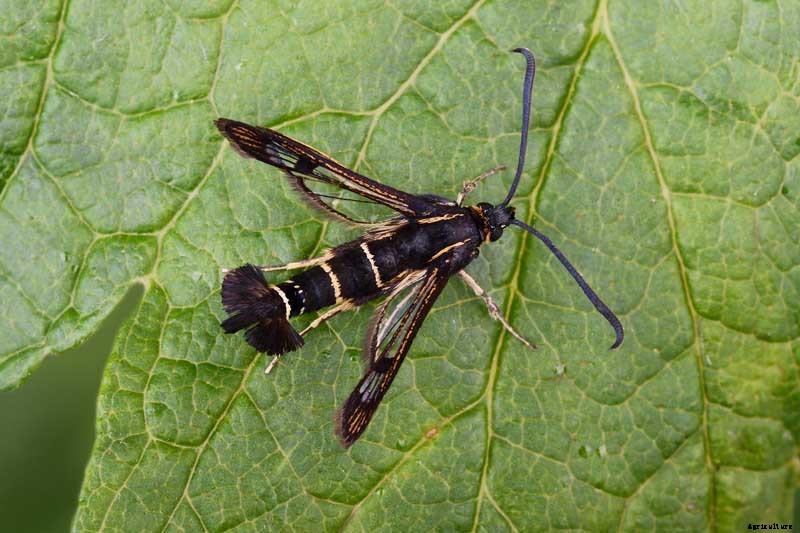 How to Grow Gooseberries
