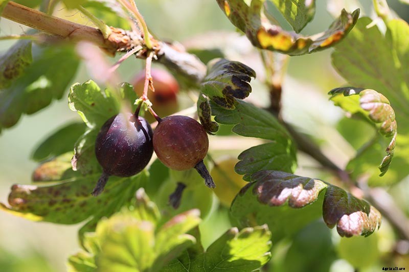 How to Grow Gooseberries
