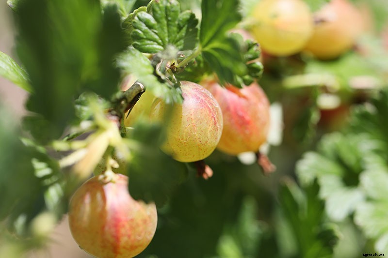 How to Grow Gooseberries