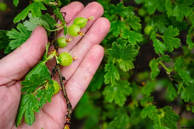 How to Grow Gooseberries