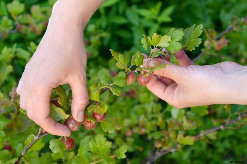How to Grow Gooseberries