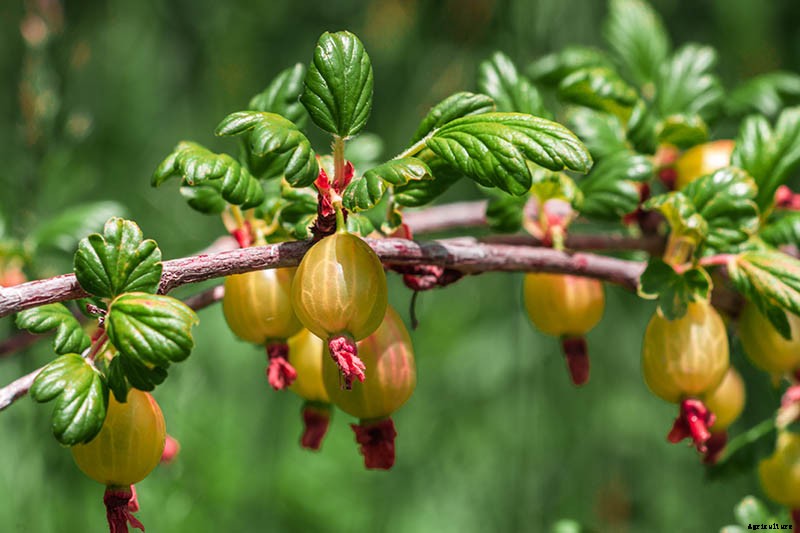 How to Grow Gooseberries