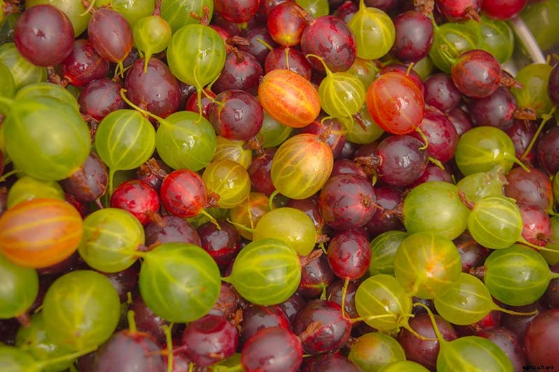How to Grow Gooseberries