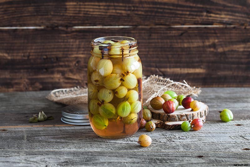 How to Grow Gooseberries