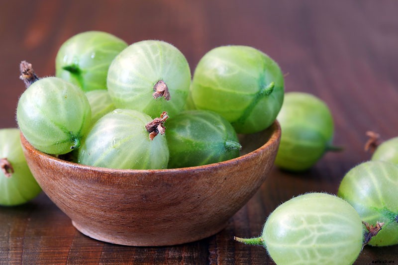 How to Grow Gooseberries