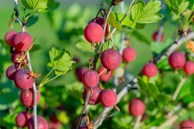 How to Grow Gooseberries