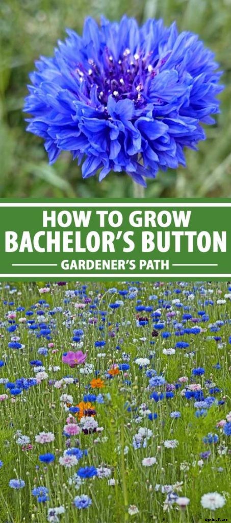Splash Your Garden in Blue with Bachelor’s Button (Cornflower)