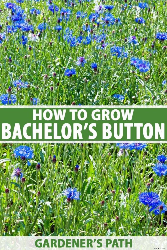 Splash Your Garden in Blue with Bachelor’s Button (Cornflower)