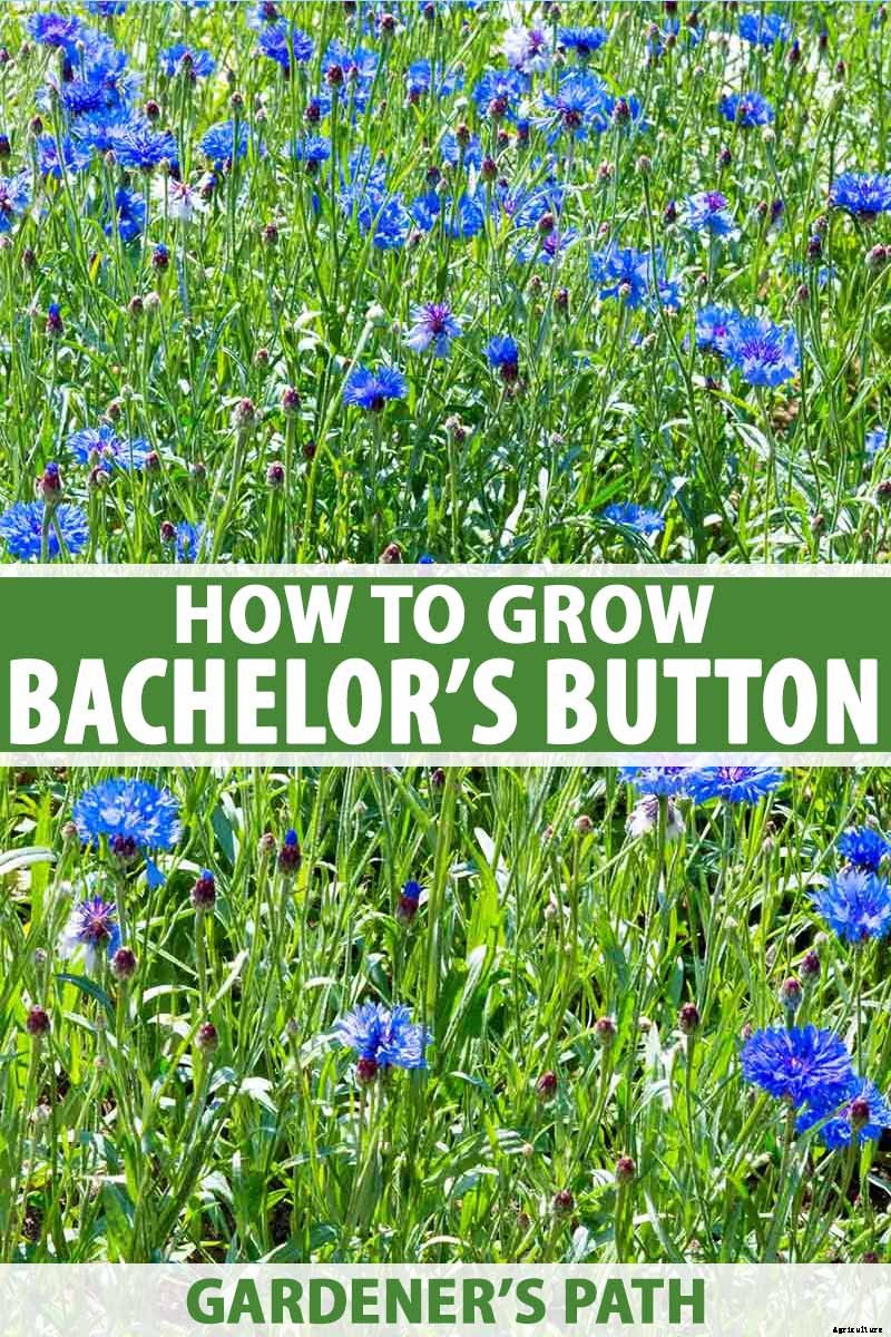 Splash Your Garden in Blue with Bachelor’s Button (Cornflower)
