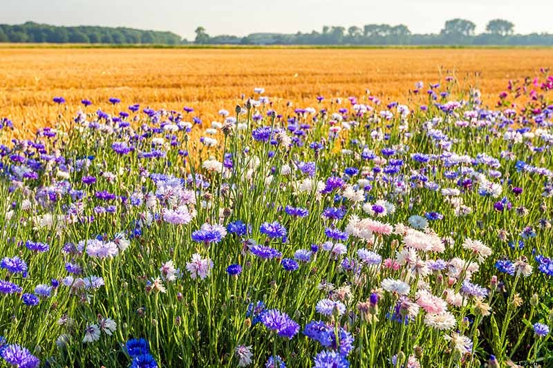 Splash Your Garden in Blue with Bachelor’s Button (Cornflower)