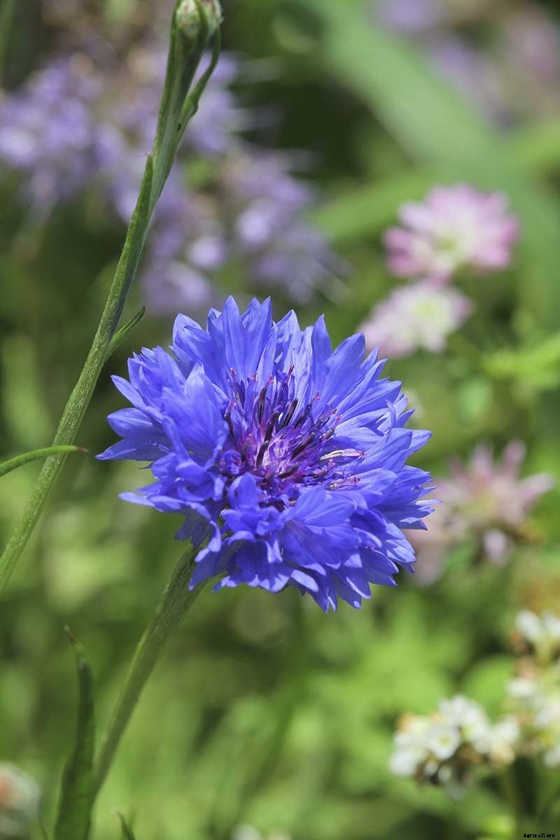 Splash Your Garden in Blue with Bachelor’s Button (Cornflower)