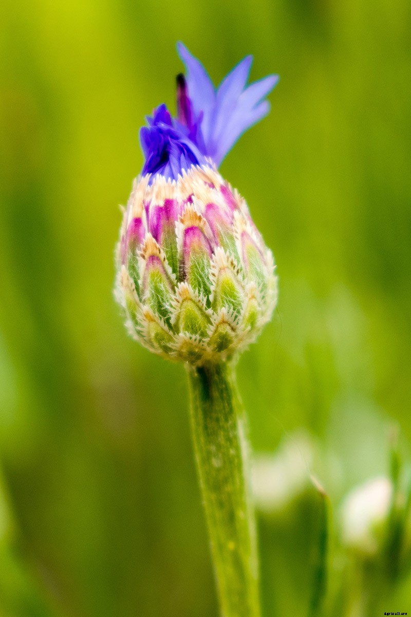 Splash Your Garden in Blue with Bachelor’s Button (Cornflower)