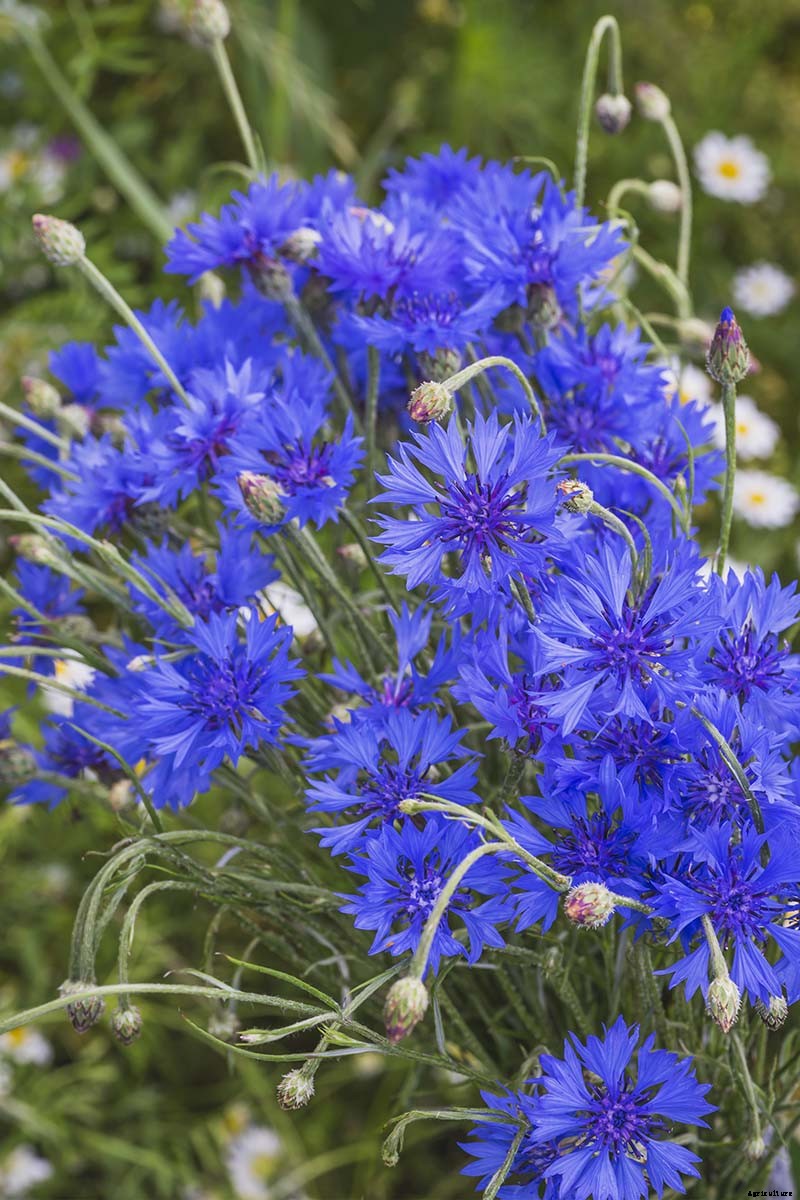 Splash Your Garden in Blue with Bachelor’s Button (Cornflower)