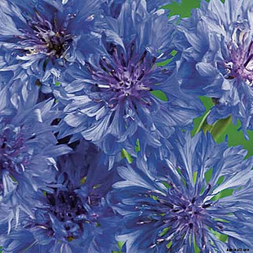 Splash Your Garden in Blue with Bachelor’s Button (Cornflower)