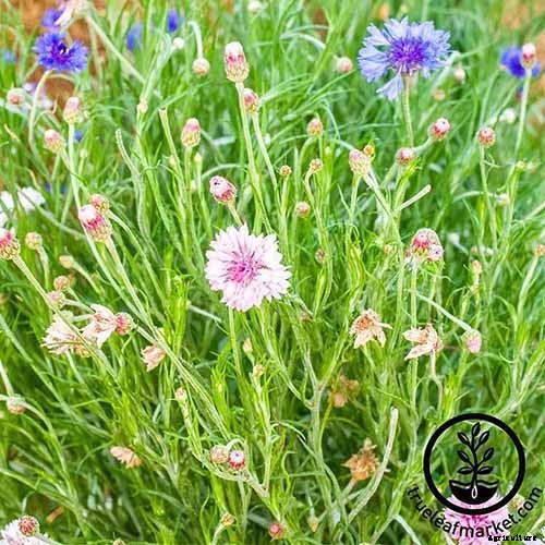 Splash Your Garden in Blue with Bachelor’s Button (Cornflower)