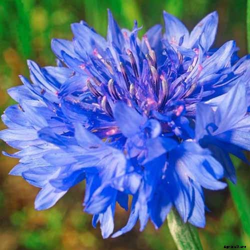 Splash Your Garden in Blue with Bachelor’s Button (Cornflower)