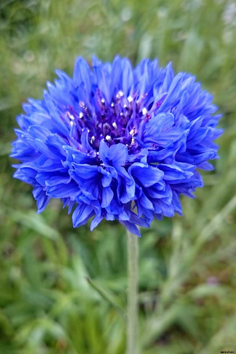 Splash Your Garden in Blue with Bachelor’s Button (Cornflower)