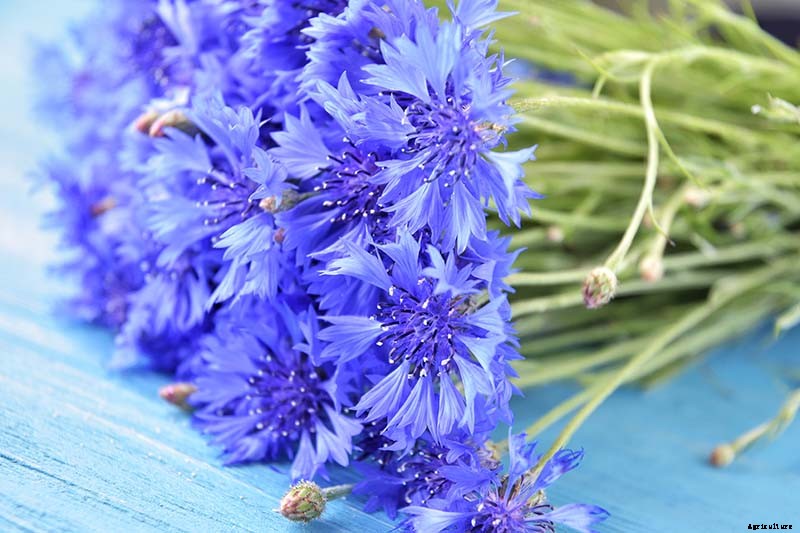 Splash Your Garden in Blue with Bachelor’s Button (Cornflower)