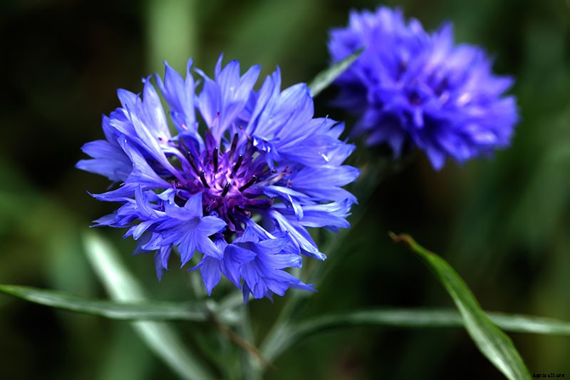 Splash Your Garden in Blue with Bachelor’s Button (Cornflower)