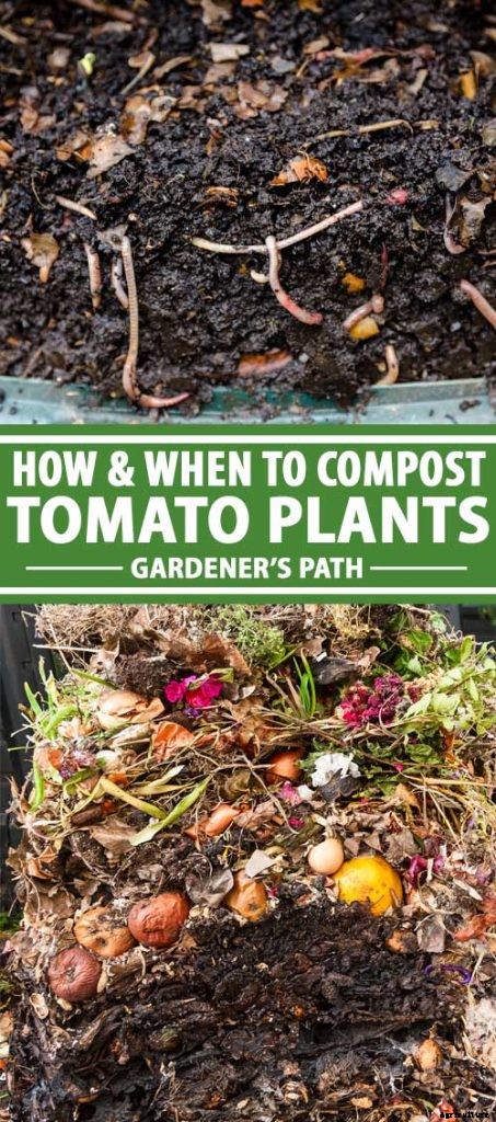 How and When to Compost Tomato Plants