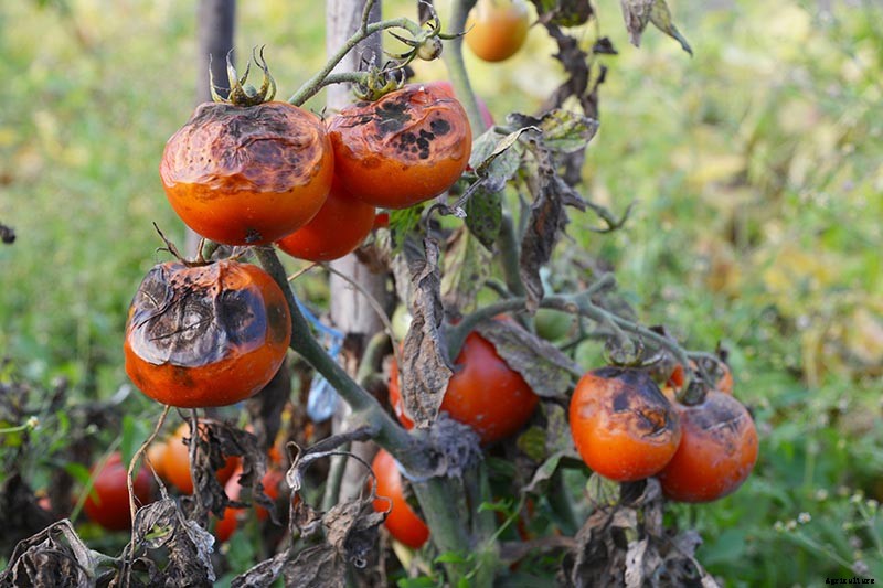 How and When to Compost Tomato Plants