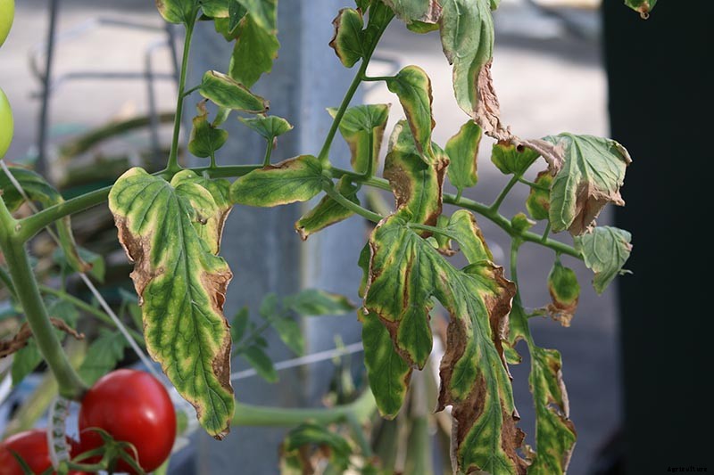How and When to Compost Tomato Plants