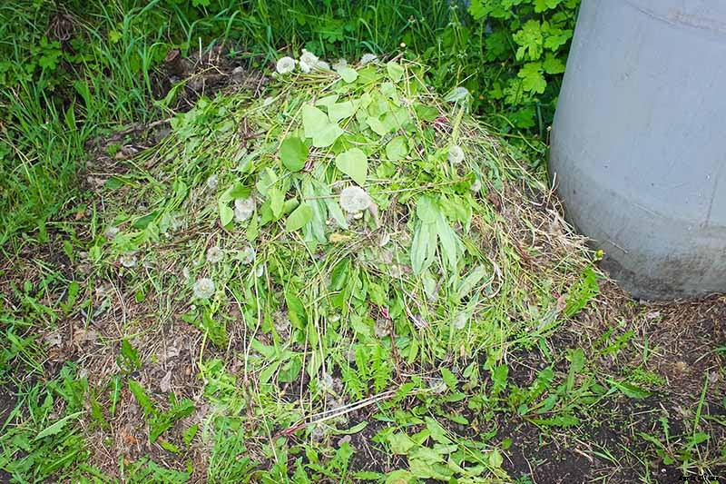 How and When to Compost Tomato Plants