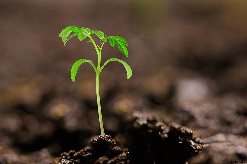 How and When to Compost Tomato Plants