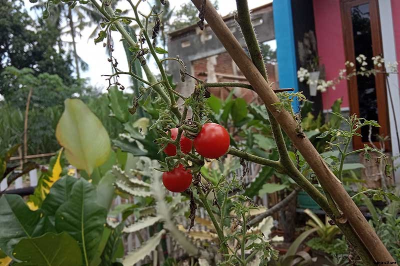 How and When to Compost Tomato Plants