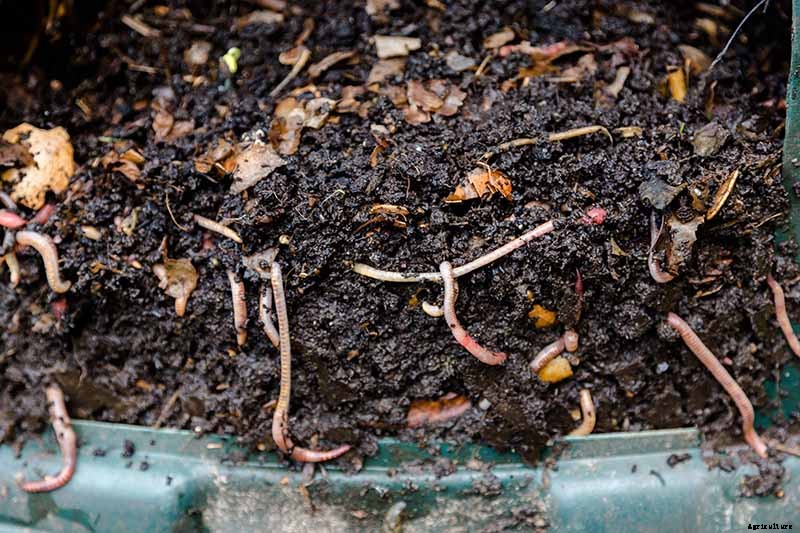 How and When to Compost Tomato Plants