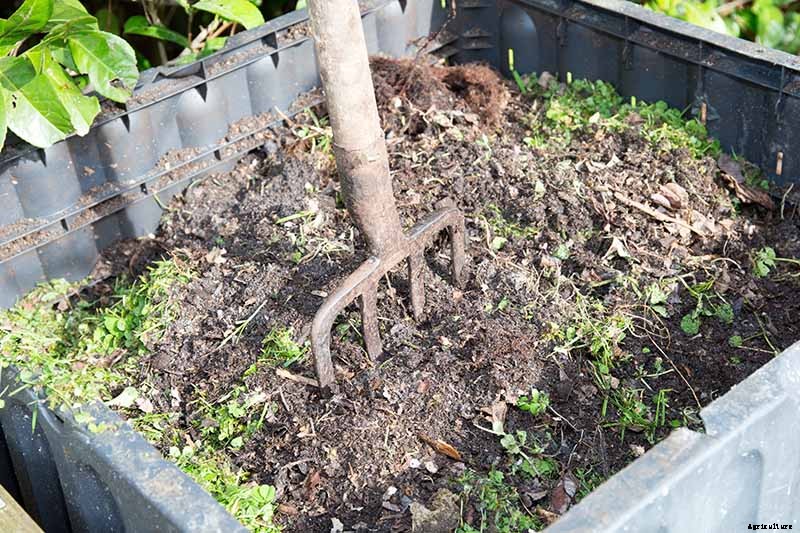 How and When to Compost Tomato Plants