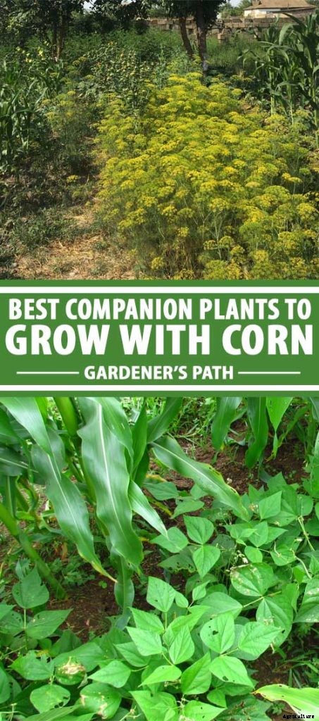 9 of the Best Companion Plants to Grow with Corn