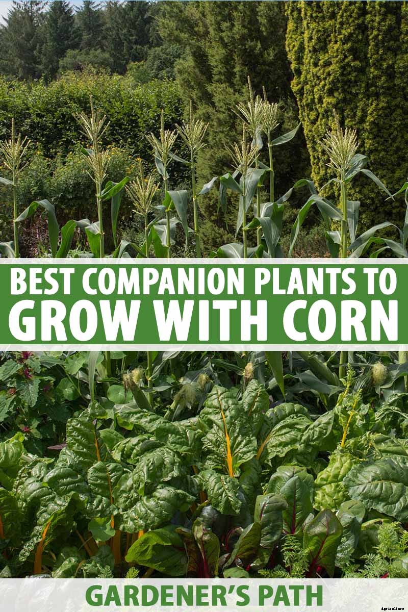 9 of the Best Companion Plants to Grow with Corn